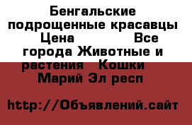 Бенгальские подрощенные красавцы. › Цена ­ 20 000 - Все города Животные и растения » Кошки   . Марий Эл респ.